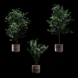 Plants in wooden pots